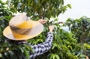 Colombia El Eden Washed Decaf