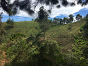 Colombia El Eden Washed Decaf
