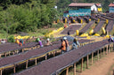 Ethiopia Shantawene Natural