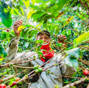 Colombia La Ricaurte Lychee