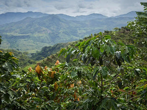 Colombia La Ricaurte Lychee