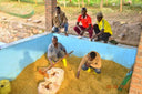 DR Congo Luhihi Washed