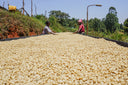 Kenya Kagumo AA Washed