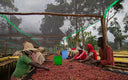 Ethiopia Ayla Shentawane Natural