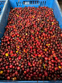 Colombia Chambaku Natural