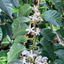 Colombia Veronica Gaviria Natural