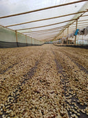 Colombia Villa Pastora Natural
