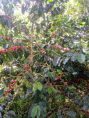 Colombia Villa Pastora Natural