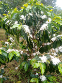 Colombia Villa Pastora Natural