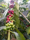 Colombia Villa Pastora Natural
