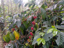 Colombia Villa Pastora Natural