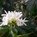 Colombia Villa Pastora Natural