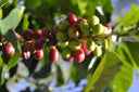 Indonesia Pink Banana Honey