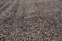 Costa Rica Las Lajas Honey
