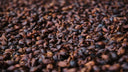 Cascara Panama Elida Estate