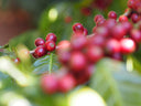 Guatemala Las Moritas Washed