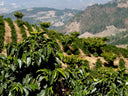 Guatemala Las Moritas Washed