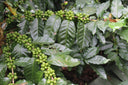 Honduras San Rafael Natural