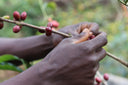 Ethiopia Asefa Dukamo Natural