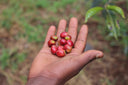 Ethiopia Asefa Dukamo Natural