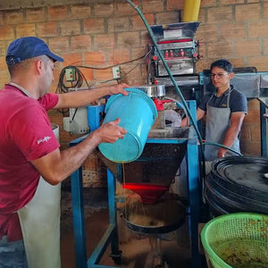 Colombia César Lopéz Lactic Fermentation