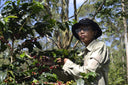Indonesia Pink Banana Honey