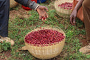 Ethiopia Asefa Dukamo Natural