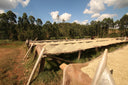 Burundi Kiryama Washed