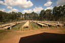 Burundi Kiryama Washed