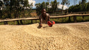 Burundi Kiryama Washed