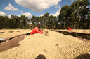 Burundi Kiryama Washed