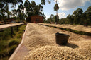 Burundi Kiryama Washed