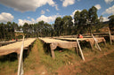 Burundi Kiryama Washed