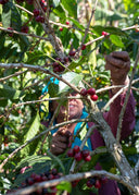 Costa Rica Las Nubes Geisha
