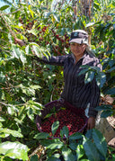 Costa Rica Las Nubes Geisha