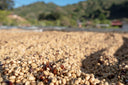 Costa Rica Las Nubes Geisha