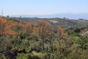Costa Rica Las Lajas Honey